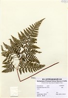 藏品(碗蕨)的圖片